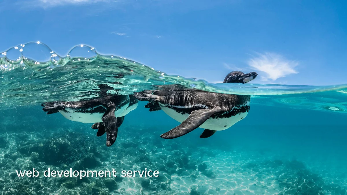 web development service
