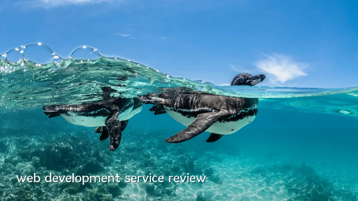 web development service review