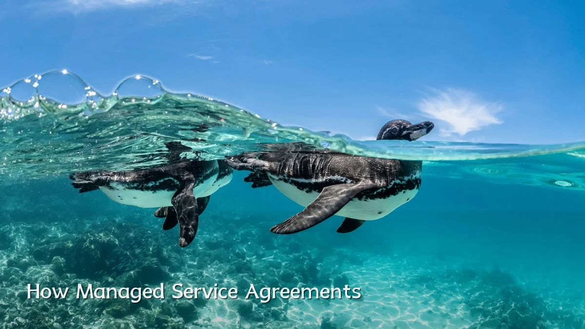 How Managed Service Agreements